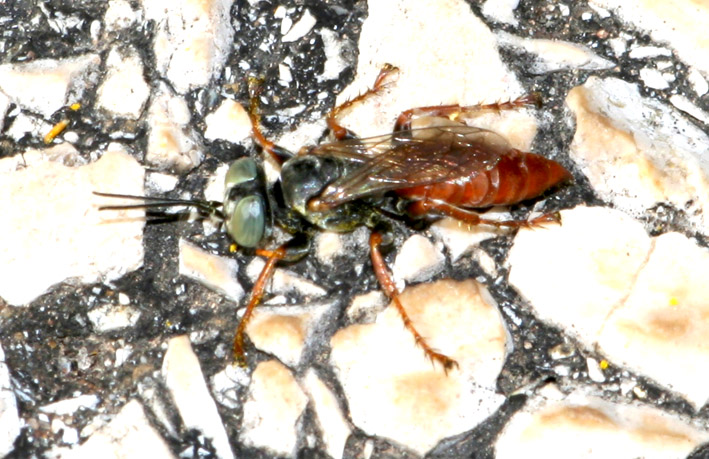 Tachysphex incertus rufiventralis